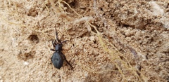 Steatoda paykulliana