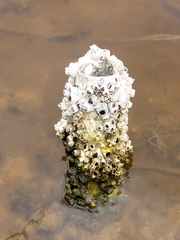 Amphibalanus eburneus