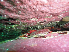 Petrolisthes desmarestii