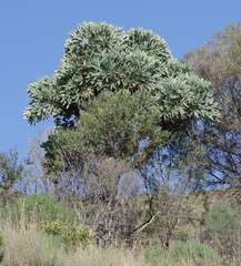 Cussonia paniculata