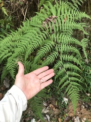 Macrothelypteris