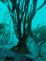 Lessonia trabeculata