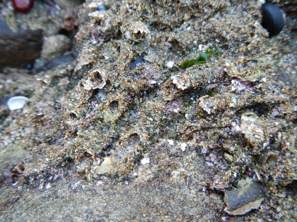 Phragmatopoma virgini