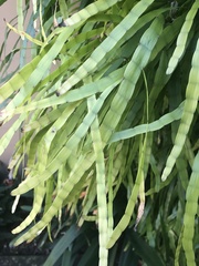 Muehlenbeckia platyclada