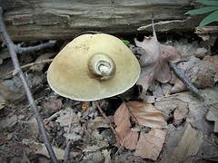 Leccinellum griseum