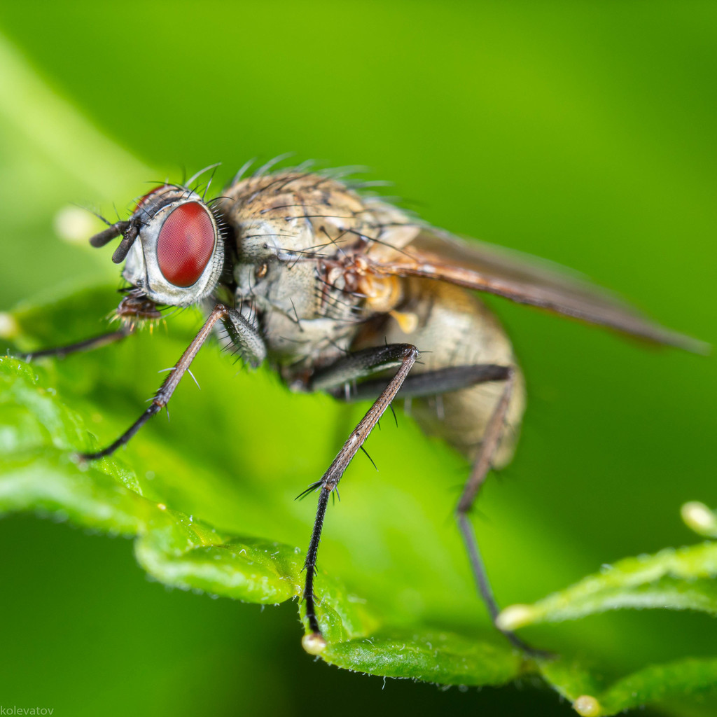 Muscoid Flies From Кстовский р-н, Нижегородская обл., Россия On June 12 