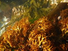 Trematocarpus dichotomus