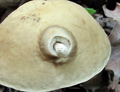 Leccinellum griseum