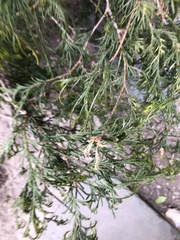 Pestalotiopsis funerea