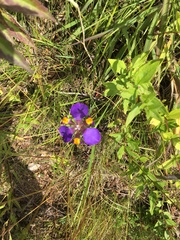 Hesperoxiphion herrerae