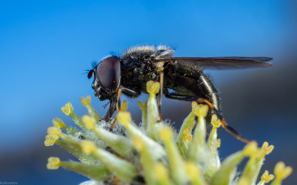 Cheilosia mutabilis