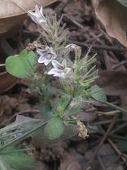Haplanthodes tentaculatus