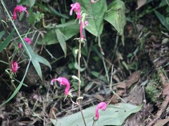 Centropogon urubambae