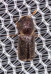 Prostephanus punctatus