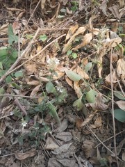 Haplanthodes tentaculatus