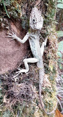 Anolis cuvieri