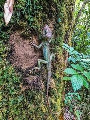 Anolis cuvieri