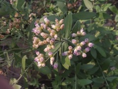 Pluchea tomentosa