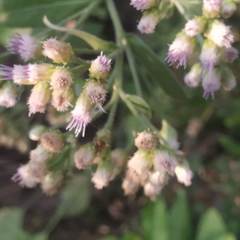 Pluchea tomentosa