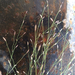 Eragrostis hirsuta - Photo (c) Laura Clark,  זכויות יוצרים חלקיות (CC BY), הועלה על ידי Laura Clark
