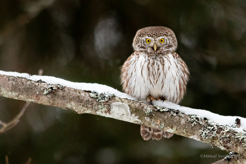 Mochuelo chico (Glaucidium passerinum)