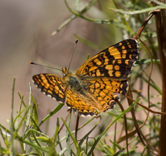 Phyciodes mylitta arizonensis