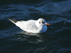 Chroicocephalus ridibundus