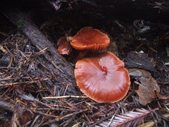 Cortinarius californicus