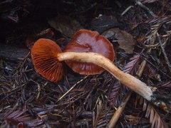 Cortinarius californicus