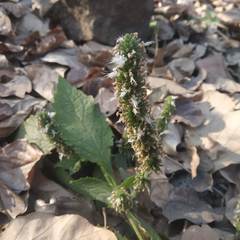 Pogostemon stellatus 'Broad Leaf' (Pogostemon purpurascens)