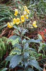 Calceolaria oxyphylla image