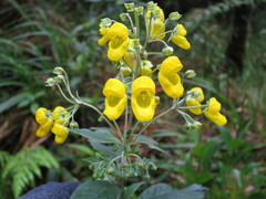 Calceolaria oxyphylla