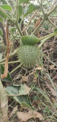 Datura innoxia