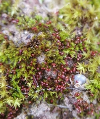 Microbryum rectum