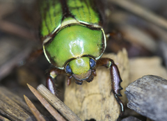 Chrysina lecontei