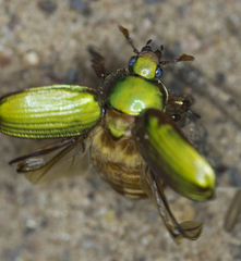 Chrysina lecontei