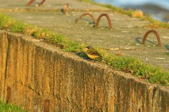 Motacilla flava thunbergi