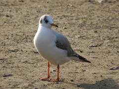 Chroicocephalus ridibundus