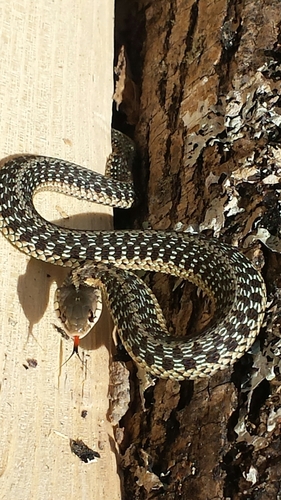 Common Garter Snake photographed in Vermont