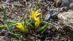 Gagea bohemica