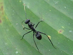 Gigantiops destructor