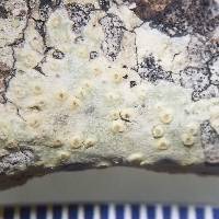 Pertusaria xanthodes