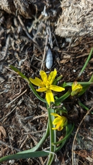 Gagea bohemica