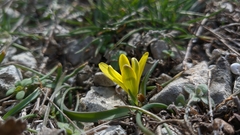 Gagea bohemica