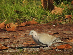 Streptopelia decaocto