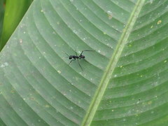 Gigantiops destructor