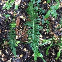 Blechnum hastatum