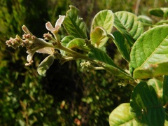 Searsia tomentosa