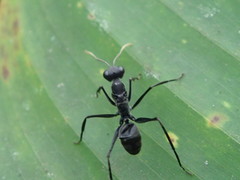 Gigantiops destructor