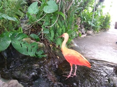 Eudocimus ruber